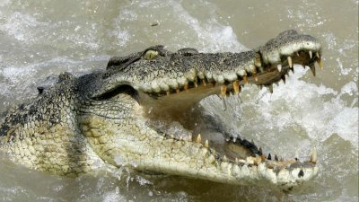 Крокодил изяде 12-годишно момиче