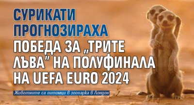 Сурикати прогнозираха победа за „Трите лъва” на полуфинала на UEFA EURO 2024