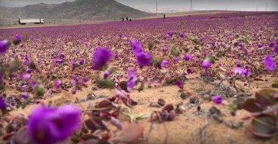 Феномен: Пустинята Атакама се покри с пъстър килим от цветя