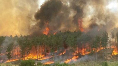 Мълния подпали иглолистна гора в Смолянско