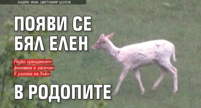 Появи се бял елен в Родопите