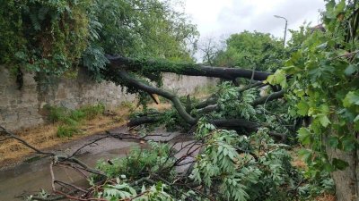 Вековно декоративно дърво в двора на царския дворец в Баня