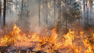 Пожарът край Стара Загора пламна отново