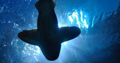 Акули в Бразилия дадоха положителна проба за кокаин