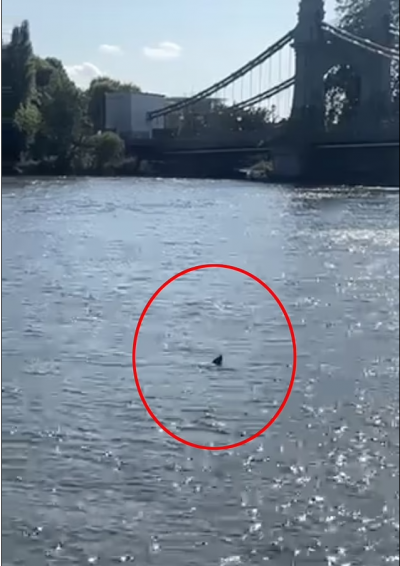 Акула в Темза изненада лондончани 