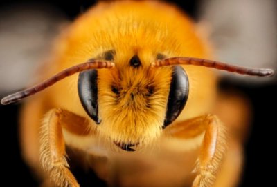 Пчели нажилиха до смърт фермер 