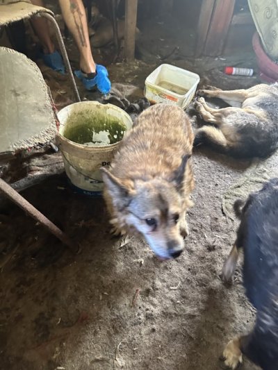 Събирачка на бездомни кучета от село Гълъбовци край гр Сливиница