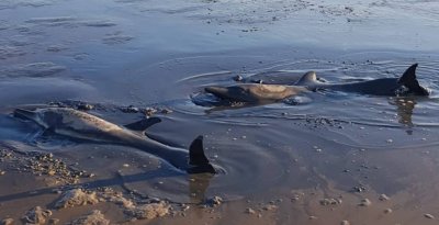 Мъртви делфини са открити на брега на Темза в Лондон