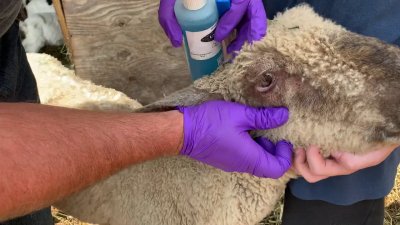 Страшна чума по козите и овцете пълзи към България
