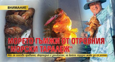ВНИМАНИЕ! Морето гъмжи от отровния "морски таралеж"