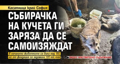 Касапница край София: Събирачка на кучета ги заряза да се самоизяждат (Видео Чувствително съдържание)