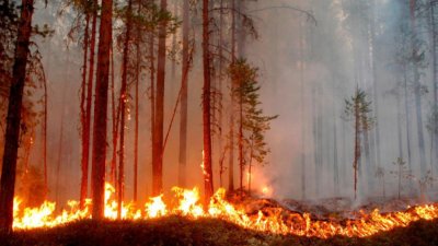 Втори сме по горски пожари в Европа за 2024 година