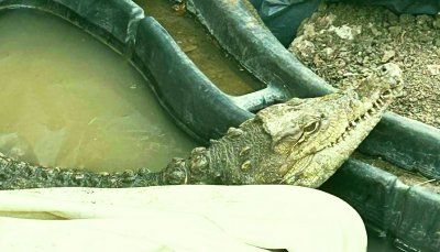 Внимание: Крокодил в София (СНИМКИ)