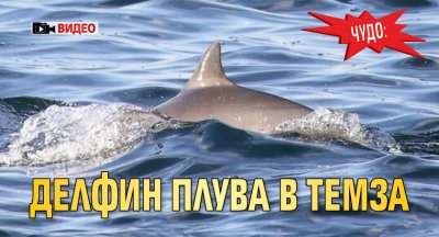 Чудо: Делфин плува в Темза (ВИДЕО)