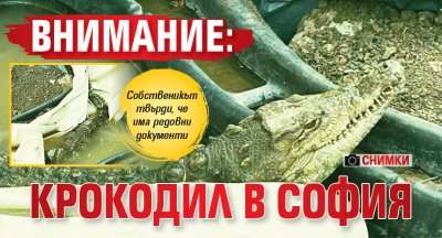 Внимание: Крокодил в София (СНИМКИ)