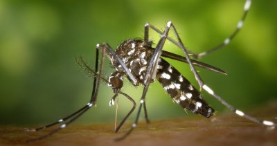 Комари убиха трима души в Албания