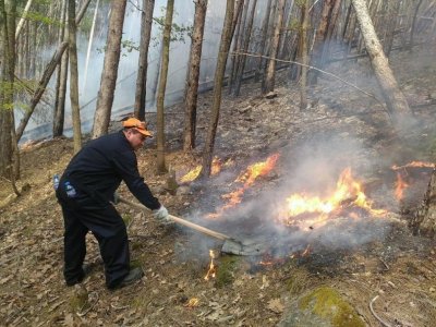 Пожар се разрази в борова гора в планината над Вършец