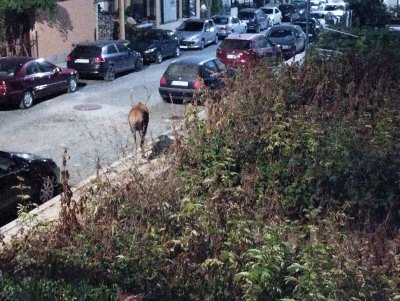 Елен се разходи по улиците на Царево снощи в разгара