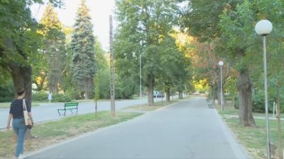 Дърветата в Русе съхнат поголовно