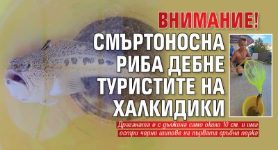 Драконовата риба рибата паяк или Драгана е специфична риба която