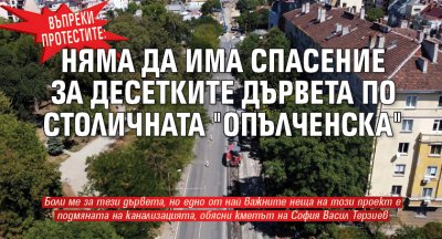 Въпреки протестите: Няма да има спасение за десетките дървета по столичната "Опълченска" 