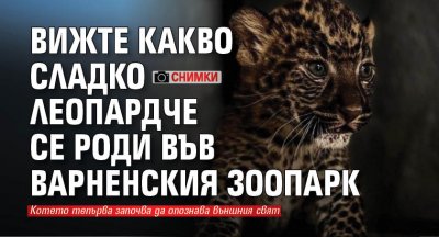 Вижте какво сладко леопардче се роди във варненския зоопарк (СНИМКИ)