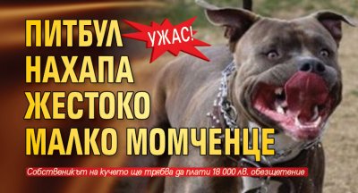 Ужас! Питбул нахапа жестоко малко момченце