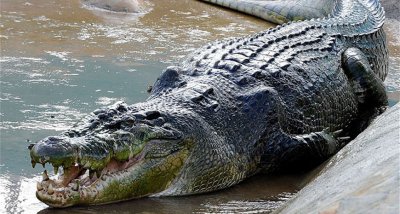 Австралиец се освободи от зъбите на крокодил, като му бръкна в окото