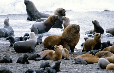 Бум на "тюленовата чума" Тихия океан