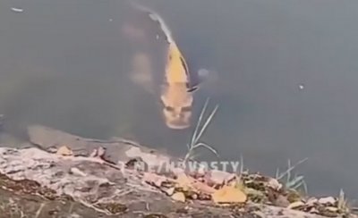 Риба с лице на човек плаши в Китай