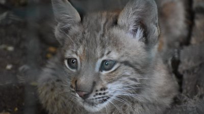 Рисчета радват посетителите на столичния зоопарк