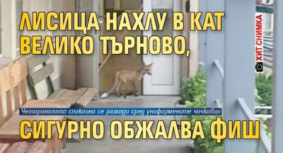 Лисица влезе в КАТ Велико Търново Животното е било