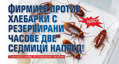 НАПАСТ: Фирмите против хлебарки с резервирани часове две седмици напред!