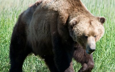 Мечки плъзнаха край Смолян