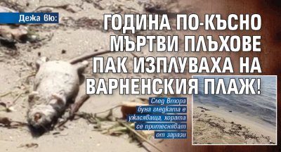 Стотици мъртви плъхове изплували на плажа във Варна притесниха посетителите