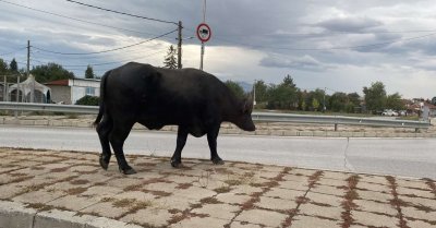 ВНИМАВАЙТЕ! Биволи пресичат главен път край София