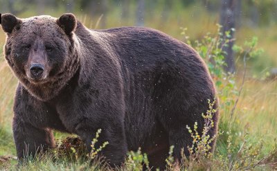 Кафява мечка нападна и фатално рани гъбар в северната част