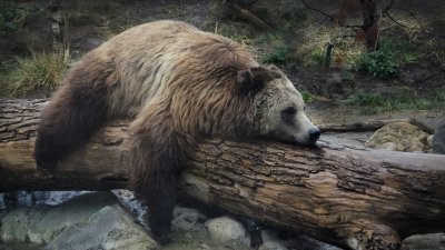 Избират най-дебелата мечка в Аляска 