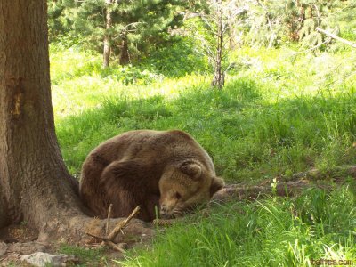 Шествие "Оставете мечките да спят!" в новогодишната нощ