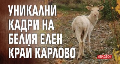 Уникални кадри на белия елен край Карлово (ВИДЕО)