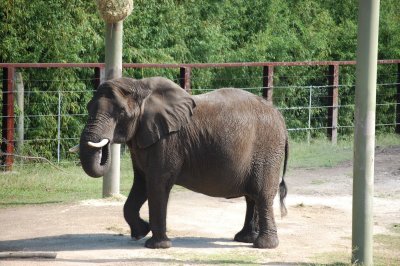 Рядък суматрански слон е открит убит в Индонезия