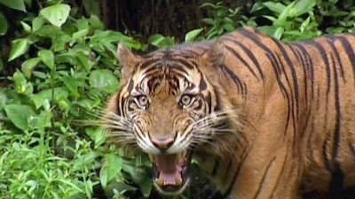 Тигър уби селски жител и рани турист в Южна Суматра