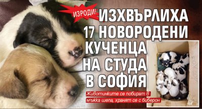 ИЗРОДИ! Изхвърлиха 17 новородени кученца на студа в София