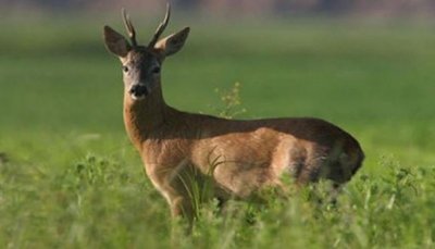 Кощунство: Заловиха лесничей с две убити сърни в Ивайловградско