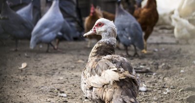 Над 900 птици сред които редки породи бяха унищожени в