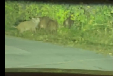 Стадо глигани окупира портите на Миро по тъмна доба а