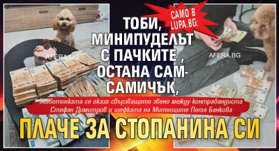 Само в Lupa.bg; Тоби, минипуделът с пачките, остана сам-самичък, плаче за стопанина си