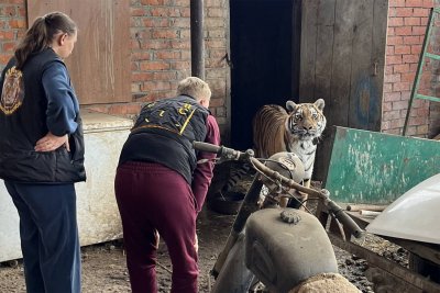 В продължение на три години руснак отглеждал тигрица в плевнята