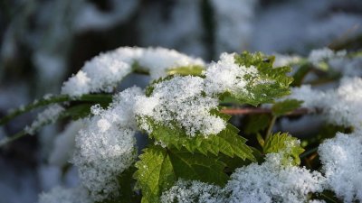 Първият сняг е на прага! Ето кога се очакват снежинки