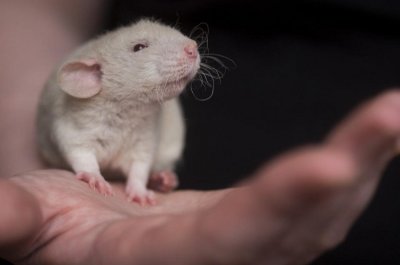 В района на стадиона на Манчестър Юнайтед продължават проблемите с плъхове Две